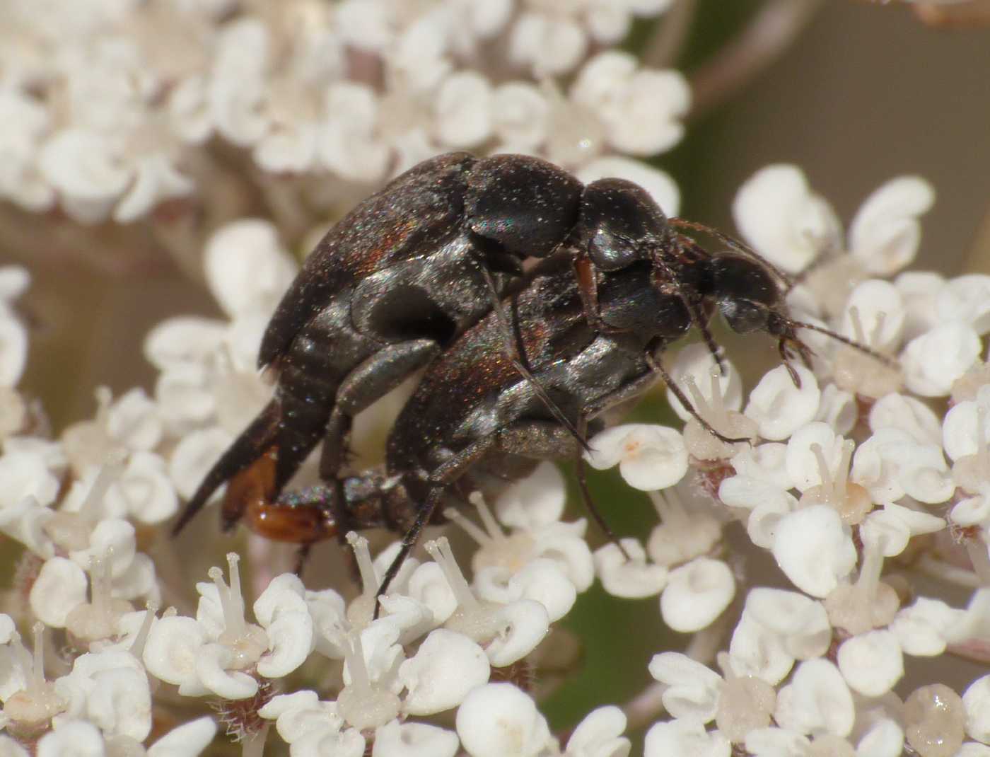 Mordellidae: ci sono fiori dove si rimorchia e altri no ....